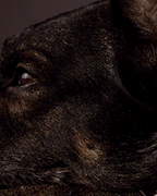 Orto Parisi Brutus, produktbild 5