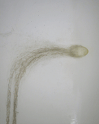 Orto Parisi Seminalis, produktbild 3