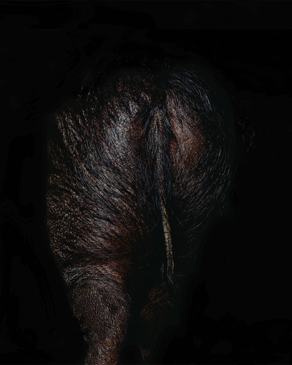 Orto Parisi Stercus, produktbild 4