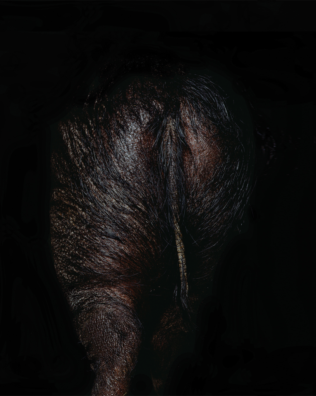 Orto Parisi Stercus, produktbild 4
